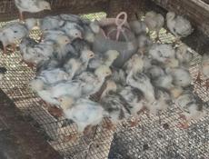 Продаю петушков, им месяц.