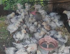 Продаю петушков, им месяц.