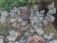 Продаю петушков, им месяц.