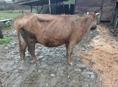 Продаю корову стельную