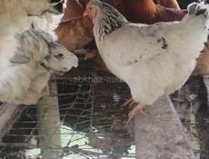 Срочно продаю петухов и кур