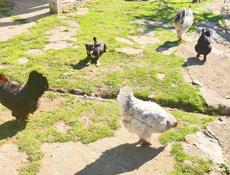 Срочно продаю петухов и кур