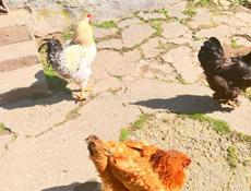 Срочно продаю петухов и кур