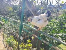 Срочно продаю петухов и кур