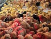 Цыплята 5-7 дней 