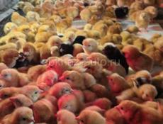Цыплята 5-7 дней 