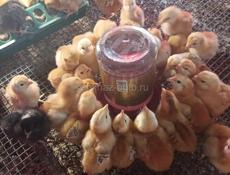 Продаются цыплята Ред бро и Гризбар
