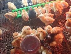 Продаются цыплята Ред бро и Гризбар 