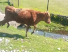 Продаётся тёлка