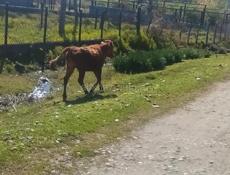 Продаётся тёлка 