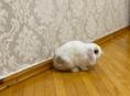 Декоративный кролик Минилоп 🐰 