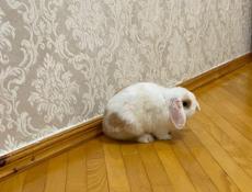 Декоративный кролик Минилоп 🐰 