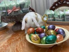 Декоративный кролик Минилоп 🐰