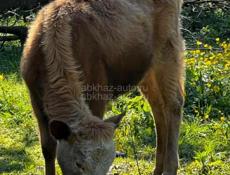 Продаётся тёлка 1 год и 4 месяца ватсап +79409564220