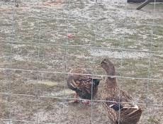 Утки по 1300. Отдаю, они несутся!!!