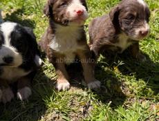 ОТДАМ полупородистых щенков