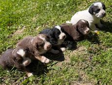 ОТДАМ полупородистых щенков
