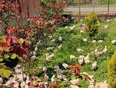 Продаются цыплята р. Очамчира с. Илор все по телефону