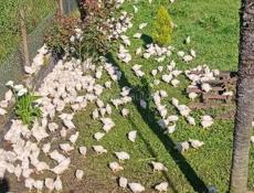 Продаются цыплята р. Очамчира с. Илор все по телефону