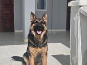 Ищет себе невестку 