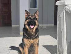 Ищет себе невестку 