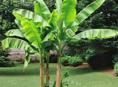 Нужны саженцы банана