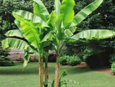 Нужны саженцы банана