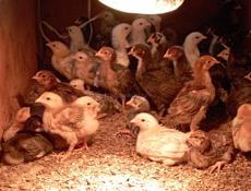 Продаются цыплята 