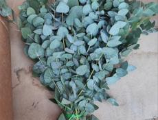 Серебристый Эвкалипт 