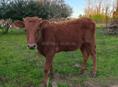 Продается теленок годовалый 55 кг
