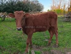 Продается теленок годовалый 55 кг