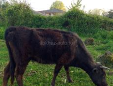 Продаю корову срочно 