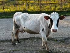 Продаётся корова звонить на ватсап +79409564220