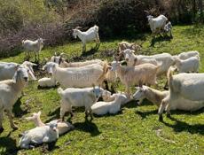 Продаются козы. 