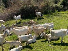 Продаются козы. 