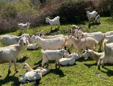 Продаются козы. 