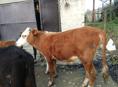 Продается телка и бычок 