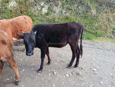 Продается телка и бычок 