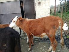 Продается телка и бычок 