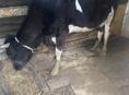 Продаю корову