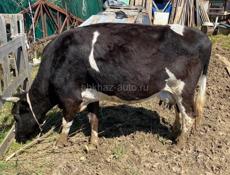 Продаю корову