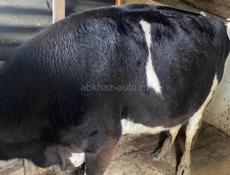 Продаю корову