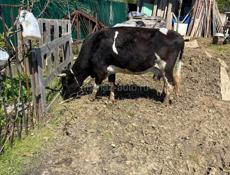 Продаю корову