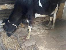 Продаю корову