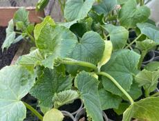 Саженцы Огурцы 