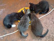 Дарю котят.