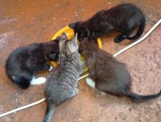 Дарю котят.