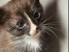 Дарю котят.