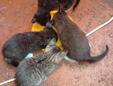 Дарю котят.