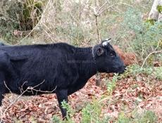 Продажа дойных коров с телятами, цены разные, цена договорная, 